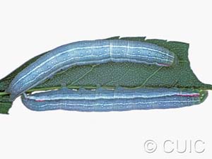 Leuconycta diphteroides