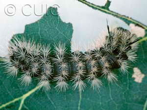 Colocasia flavicornis