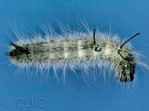 Acronicta americana