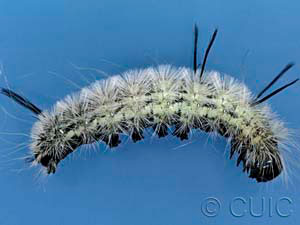 Acronicta americana