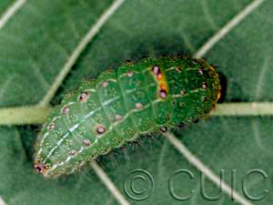 Acronicta vinnula