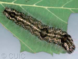 Acronicta morula