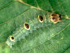 Acronicta morula