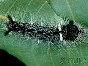 Acronicta impleta