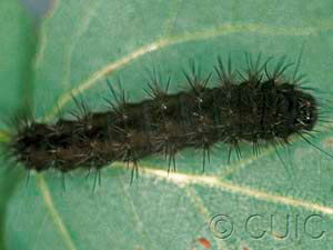 Acronicta sperata