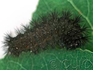 Acronicta sperata