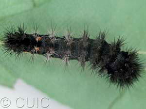 Acronicta noctivaga