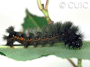 Acronicta noctivaga