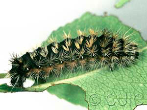 Acronicta impressa