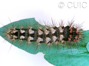 Acronicta longa