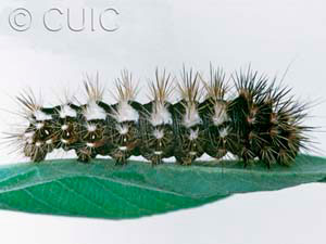 Acronicta longa