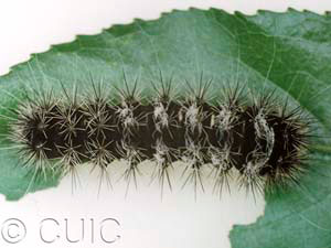 Acronicta edolata