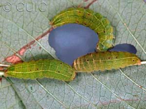 Acronicta fallax