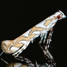 Acrocercops albinatella