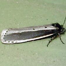 Ethmia monachella