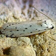 Ethmia prattiella