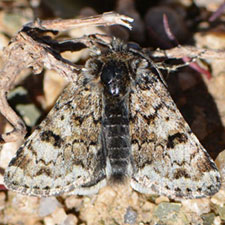 Anarta nigrolunata