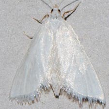 Leptosteges vestaliella