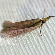 Peoria bipartitella