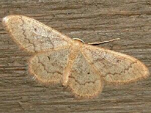 Idaea productata