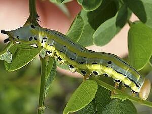 Dasylophia anguina