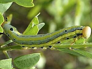 Dasylophia anguina