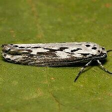 Ethmia semitenebrella