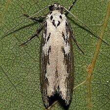 Ethmia semitenebrella