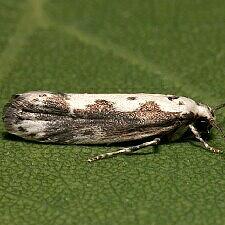 Ethmia hodgesella