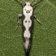 Ethmia hodgesella