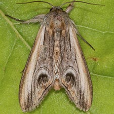 Opsigalea ocellata