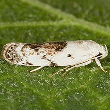 Antaeotricha fuscorectangulata