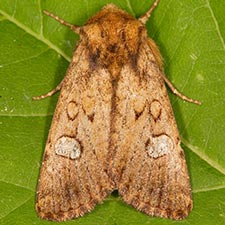 Tricholita palmillo