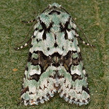 Lacinipolia consimilis