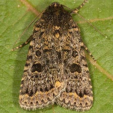 Synorthodes typhedana