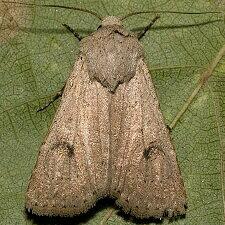 Agrotis vetusta