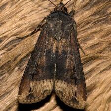 Agrotis ipsilon