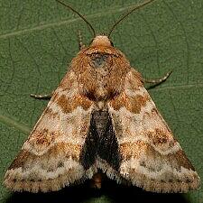 Schinia errans