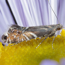Glyphipterix montisella