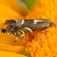 Argyresthia flexilis