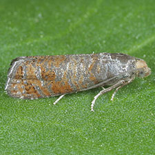 Retinia arizonensis