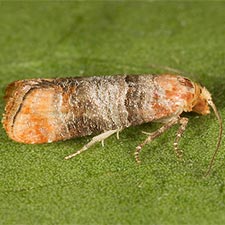 Retinia edemoidana