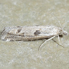 Pelochrista emaciatana