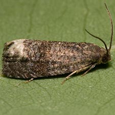 Ecdytolopha nigrita