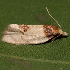 Henricus cognata