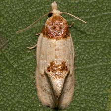 Henricus cognata