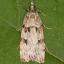 Scoparia normalis