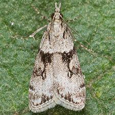 Eudonia spaldingalis