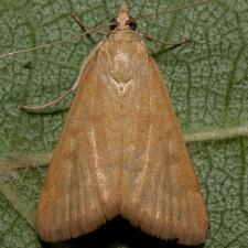 Achyra rantalis