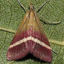 Pyrausta corinthalis